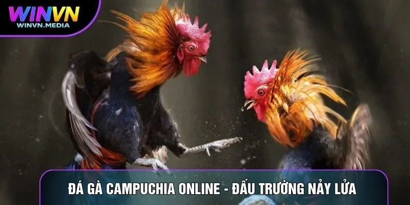 Đá Gà Campuchia Online